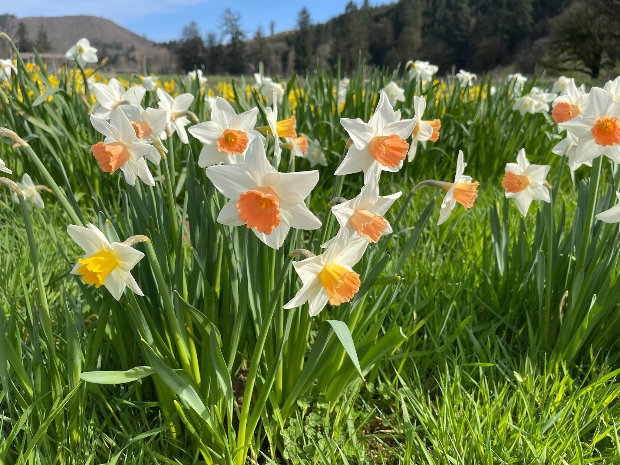 Field of white and orange daffodils with green grass and trees in the background