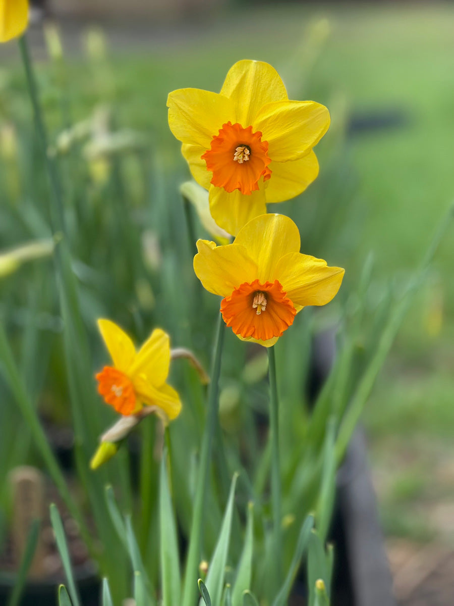Three yellow daffodils with orange centers in a garden setting
