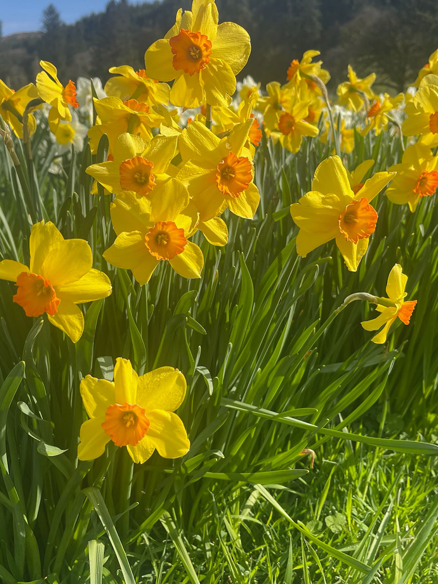 Jezebel Daffodil Bulbs - In Field