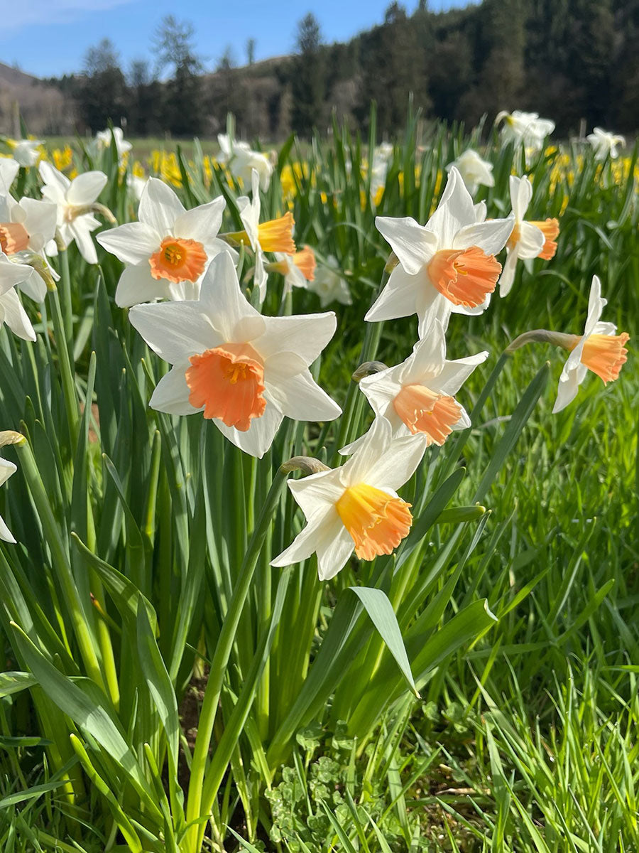 Accent Daffodil Bulbs In Field
