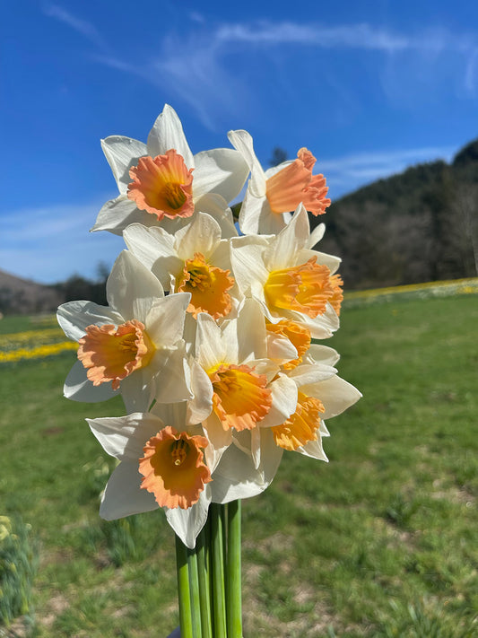 Accent Daffodil Bulbs