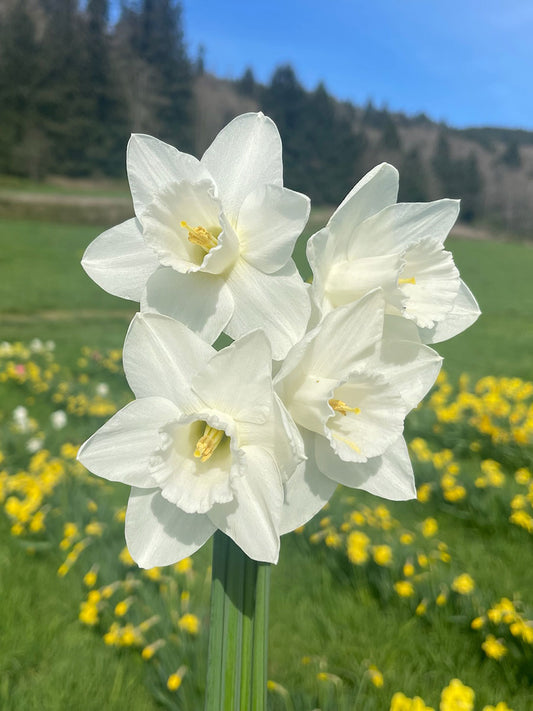 Bald Eagle Daffodil Bulbs