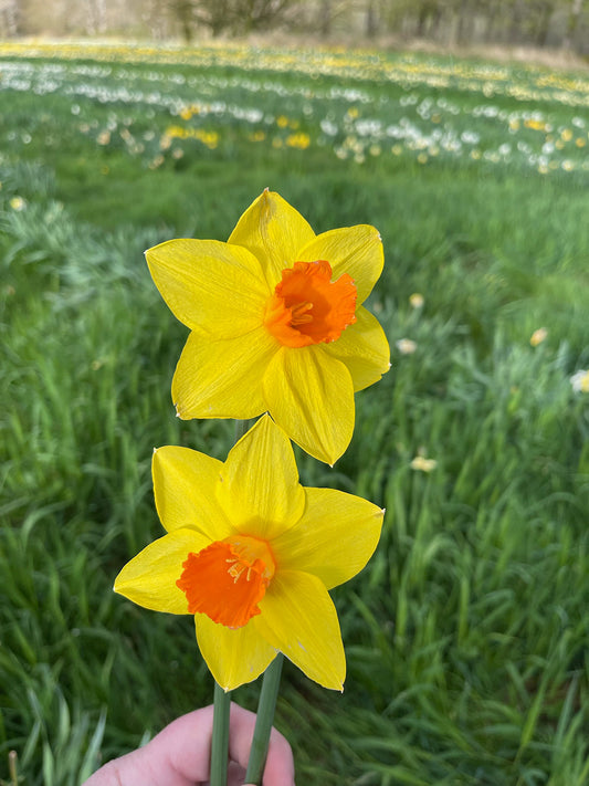 Brackenhurst Daffodil Bulbs