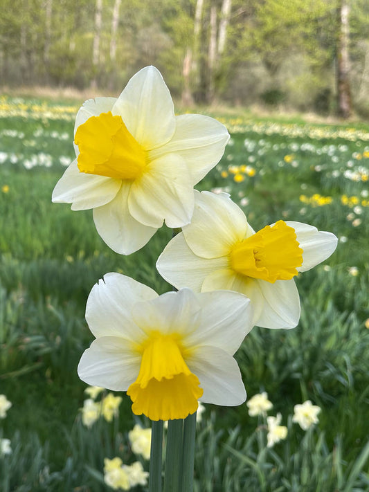 Brave Adventure Daffodil Bulbs