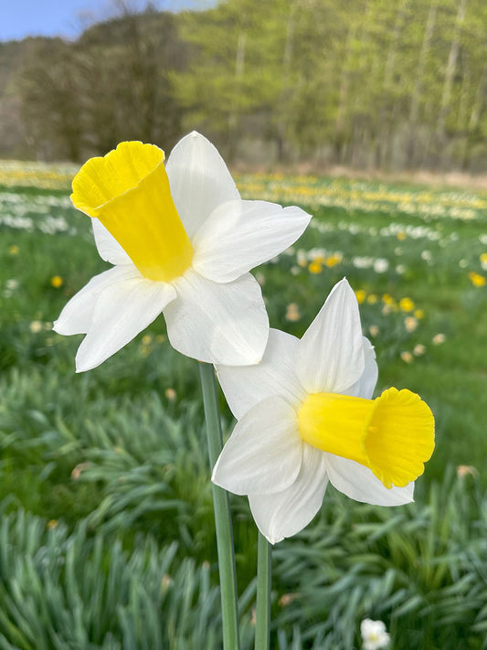 Bravoure Adventure Daffodil Bulbs