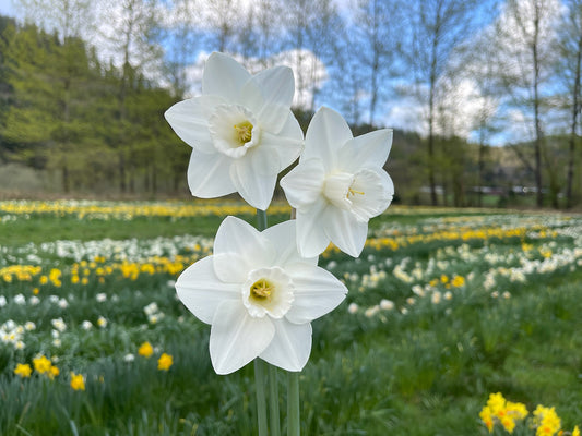Broomhill Daffodil Bulbs