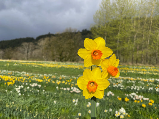 Bunclody Daffodil Bulbs