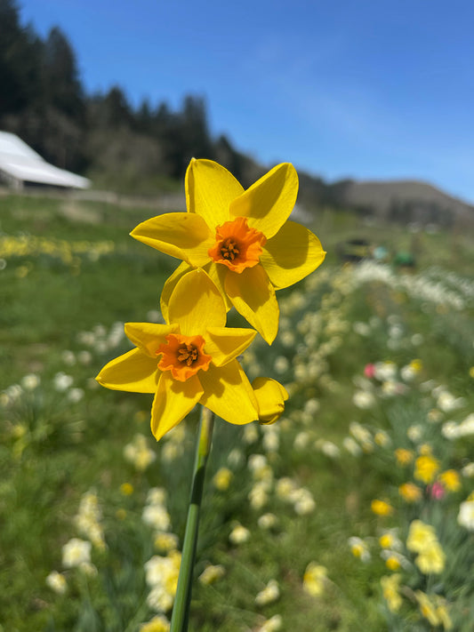 Bunting Daffodil Bulbs
