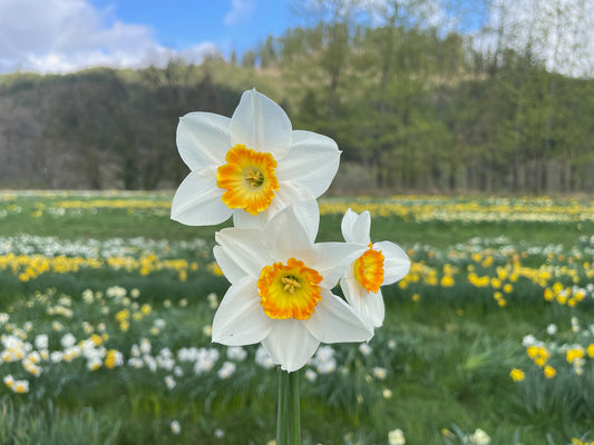 Cadence Daffodil Bulbs
