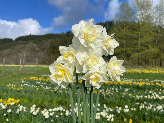 Candida Daffodil Bulbs