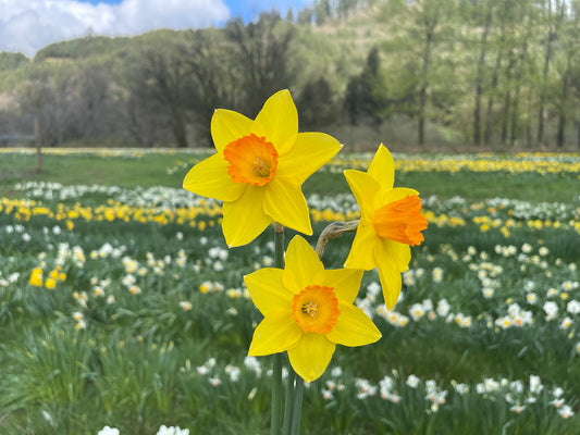 Ceylon Daffodil Bulbs