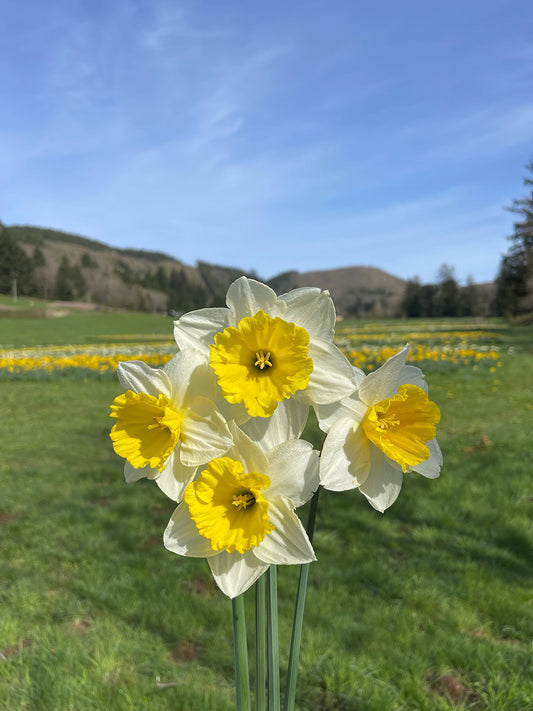 Chinook Daffodil Bulbs