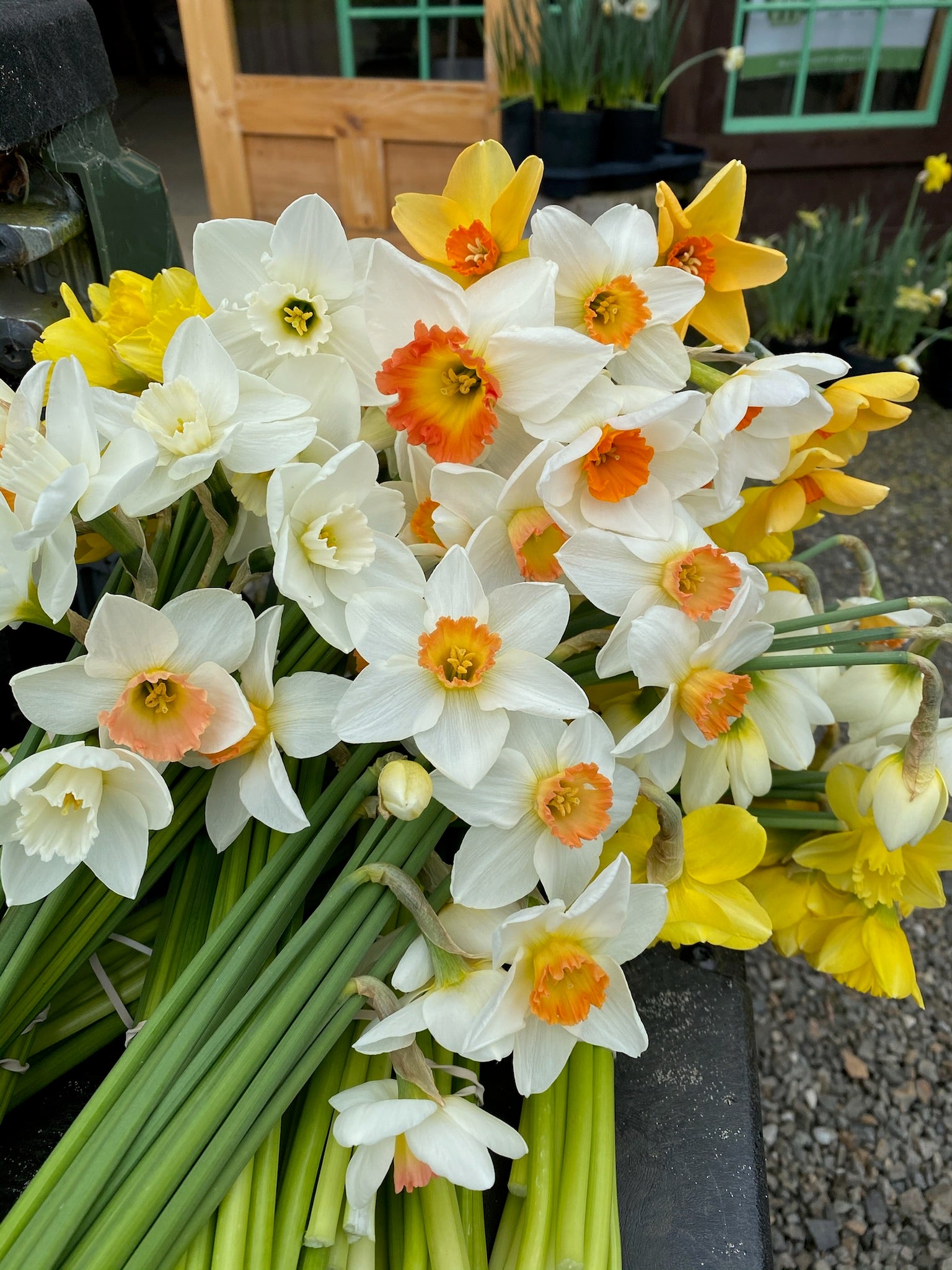 Bouquet of white and yellow daffodils with orange centers on a dark surface.