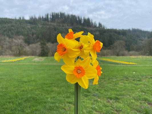 Yellow daffodils in a field with trees in the background
