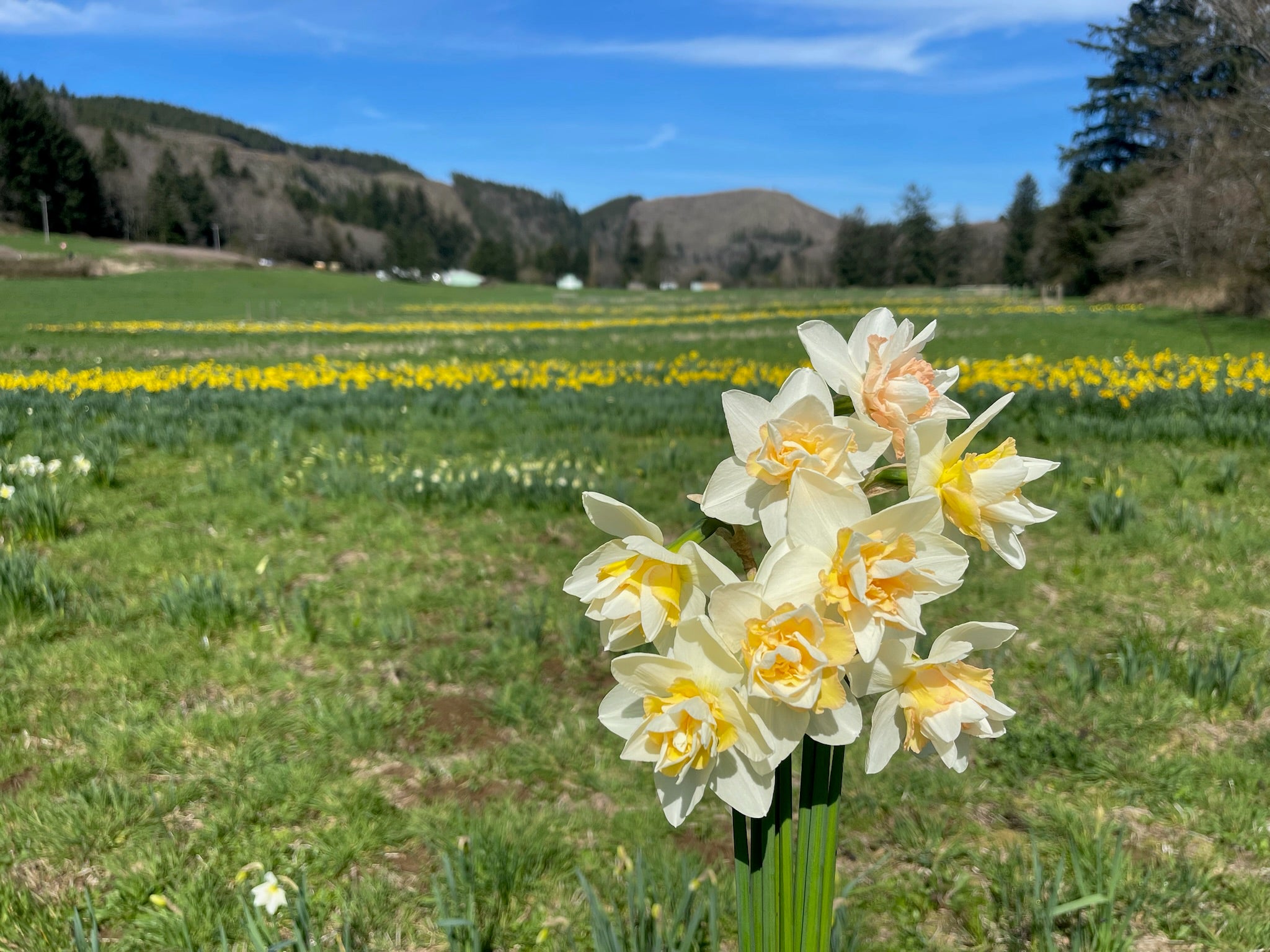 White daffodils in a field with a scenic background of trees and mountains.