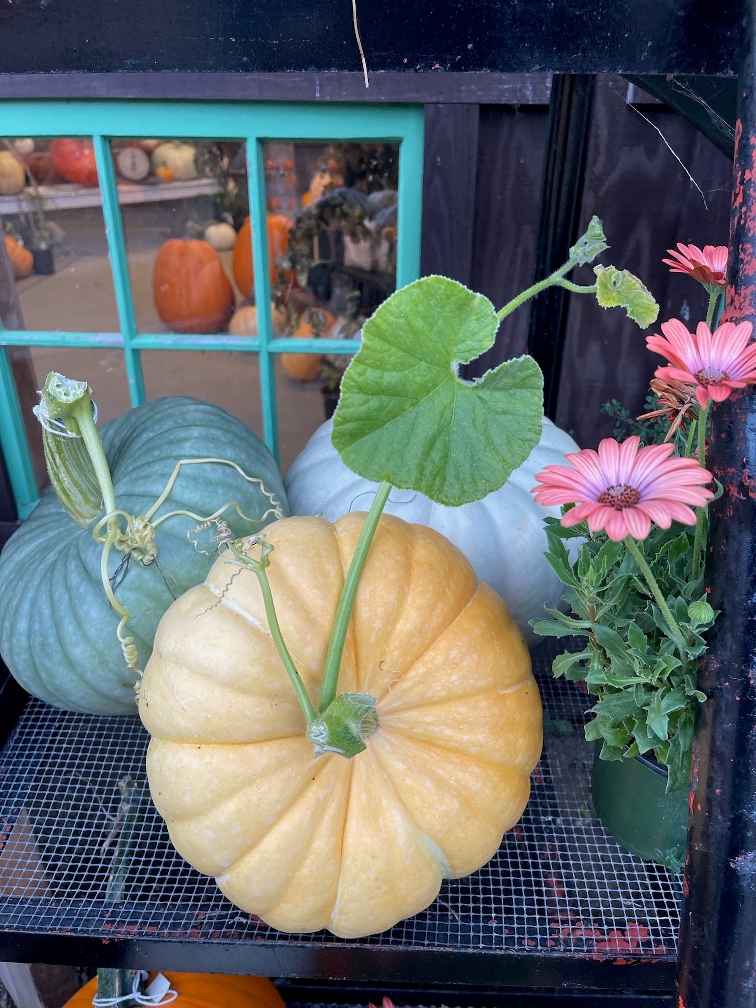 Yellow pumpkin with green leaves on a table with other pumpkins and flowers in the background.