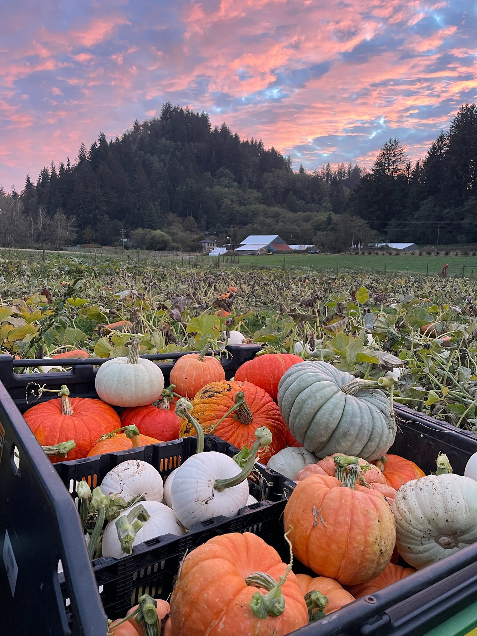 Pumpkins in crates with a sunset sky and forest in the background
