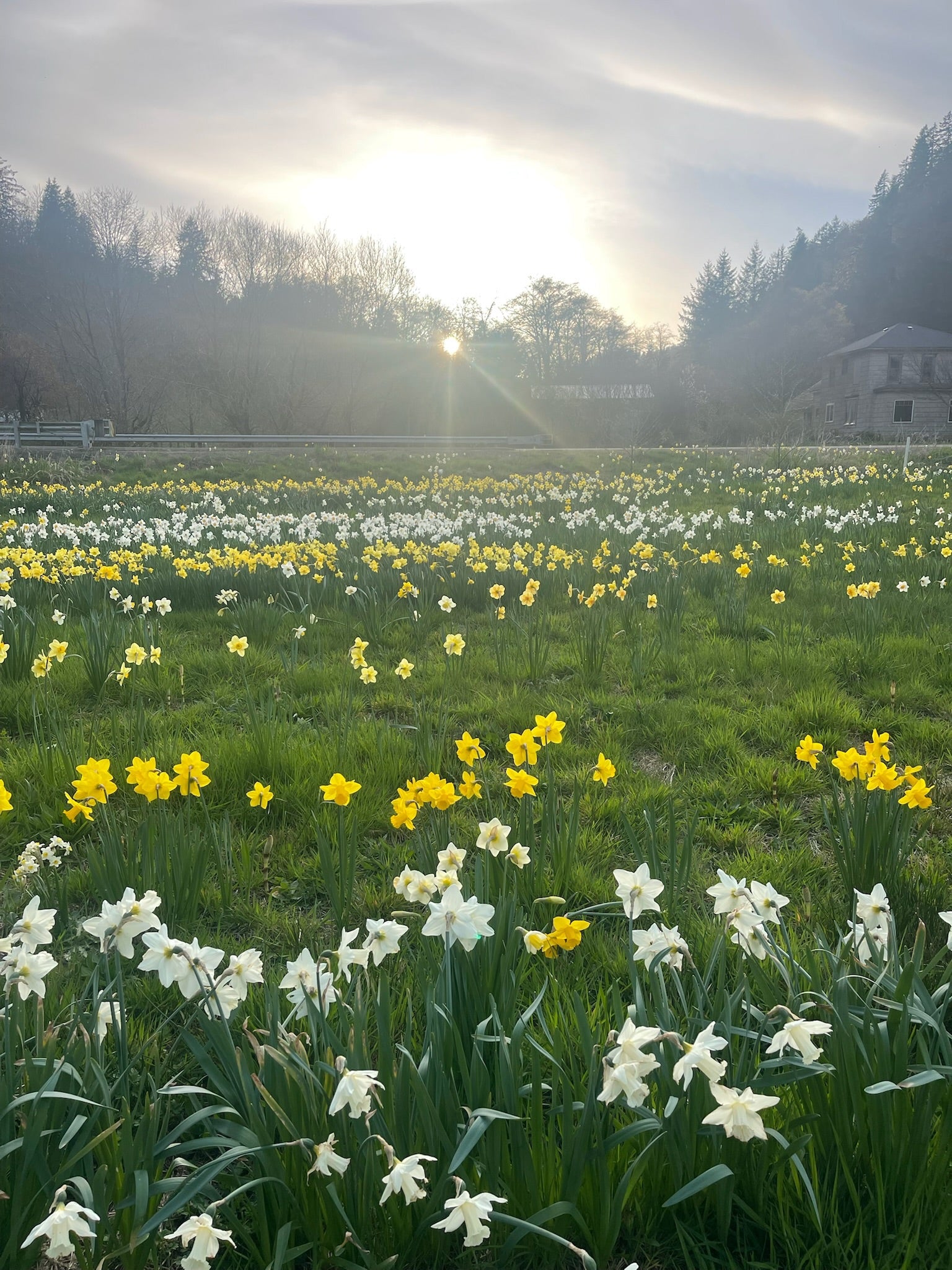 Field of white and yellow flowers with a building and trees in the background