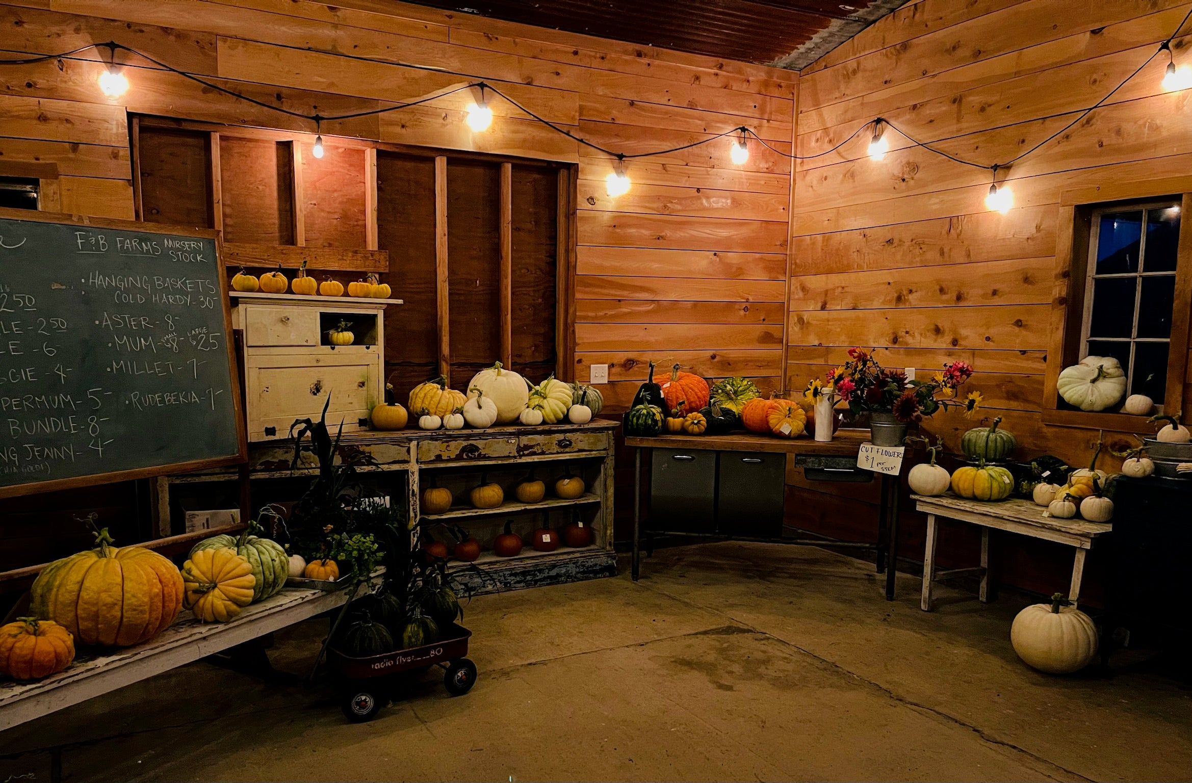Indoor setting with wooden walls and shelves displaying pumpkins and other items.
