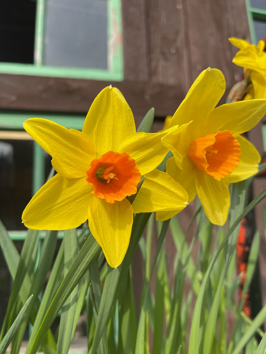 Flaming Meteor Daffodil Bulbs - In Flower