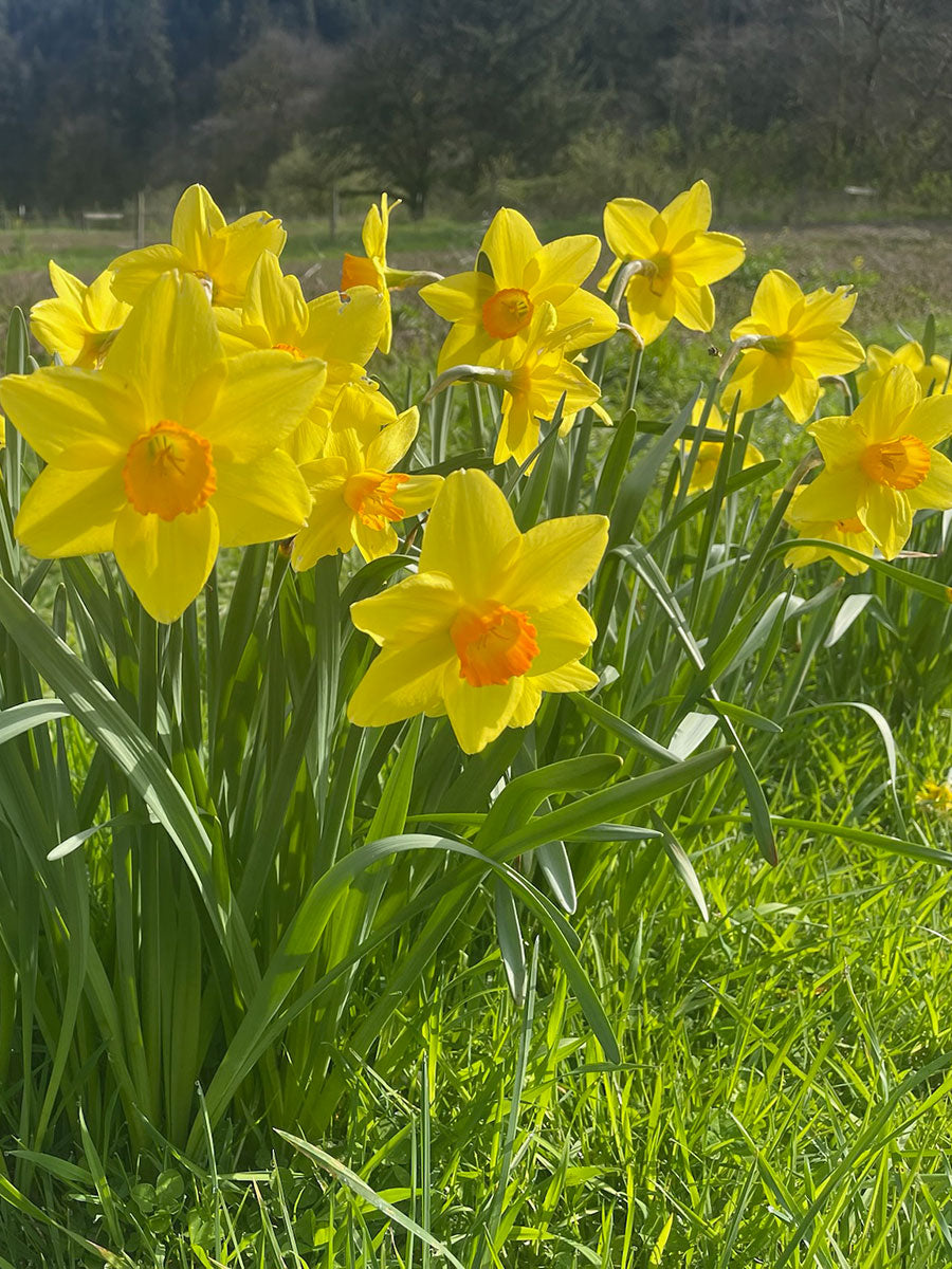 Flaming Meteor Daffodil Bulbs in Field