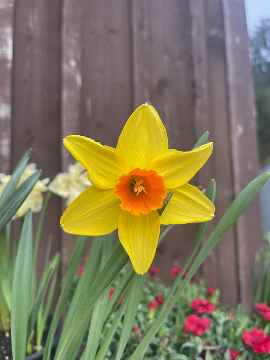 Flaming Meteor Daffodil Bulbs