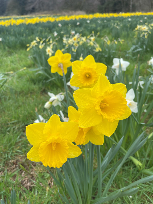 Yellow daffodils in a field with green grass and more flowers in the background
