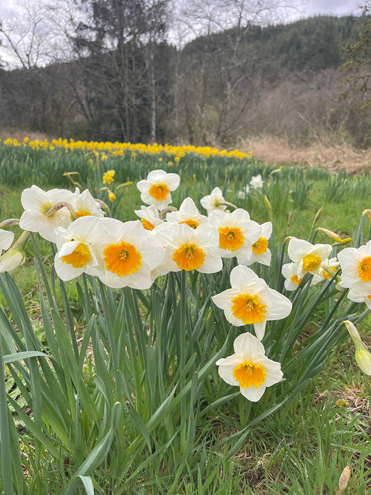 High LIfe Daffodil Bulbs