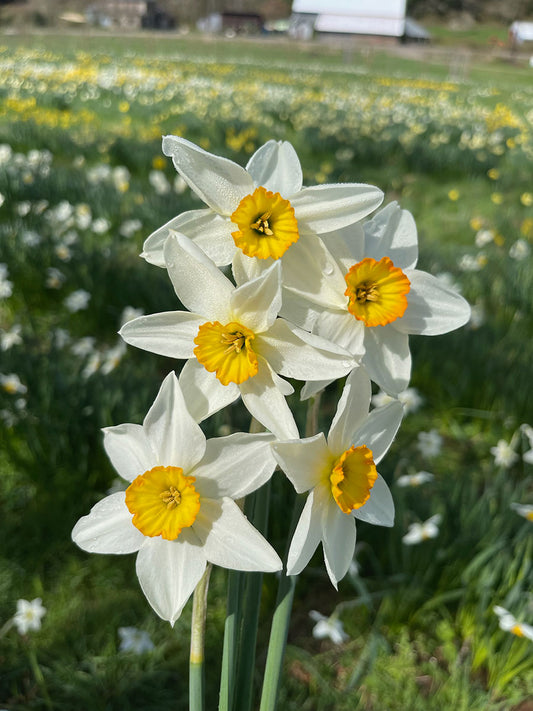 Group of white and yellow daffodils in a field with green grass and flowers.