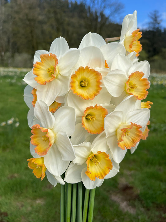 Precedent Daffodil Bulbs
