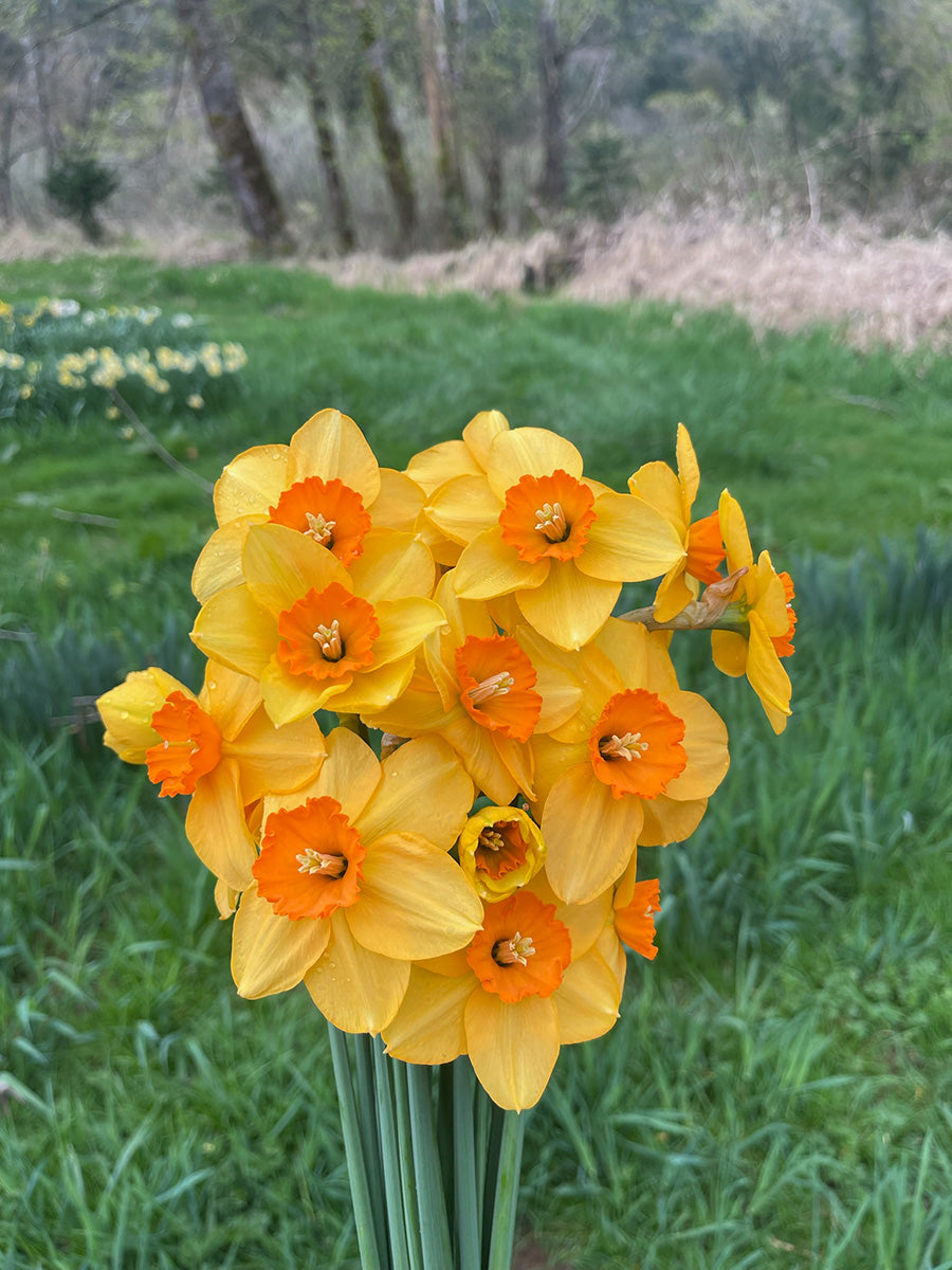 Stylish Daffodil Bulbs