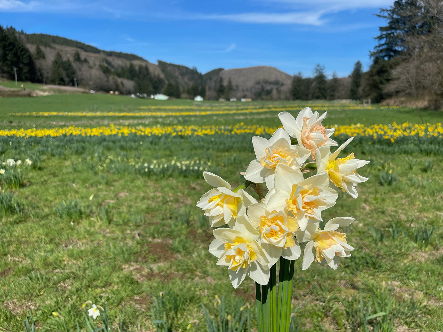Sugar Loaf Daffodil Bulbs