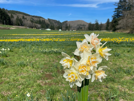 Sugar Loaf Daffodil Bulbs